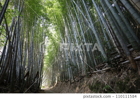 Hachiman-san in Yahata, Hachiman Shrine, Iwashimizu Hachiman Shrine in autumn, divine virtues, walking, Hachiman-san in Yahata, Hachiman Shrine, Iwashimizu Hachiman Shrine in autumn, divine virtues, walking, 110111584