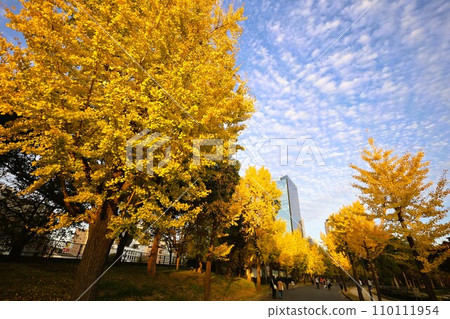 Ginkgo trees in Osaka Castle Park, ginkgo trees in full bloom, Osaka Castle in brocade, Osaka Castle in autumn weather, Osaka Castle, autumn, sky high in the sky and thickening in autumn 110111954