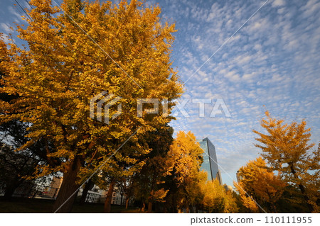 Ginkgo trees in Osaka Castle Park, ginkgo trees in full bloom, Osaka Castle in brocade, Osaka Castle in autumn weather, Osaka Castle, autumn, sky high in the sky and thickening in autumn 110111955