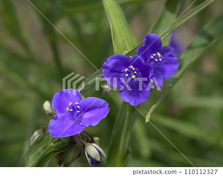 Purple dayflower found at Lake Kagura Onna, Edago, Beppu City, Oita Prefecture Purple dayflower found at Lake Kagura Onna, Edago, Beppu City, Oita Prefecture 110112327