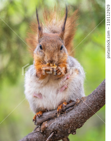 The squirrel with nut sits on a branches in the spring or summer. 110112929