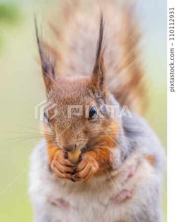 The squirrel with nut sits on a branches in the spring or summer. 110112931