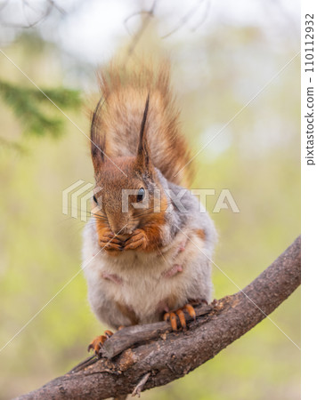 The squirrel with nut sits on a branches in the spring or summer. 110112932