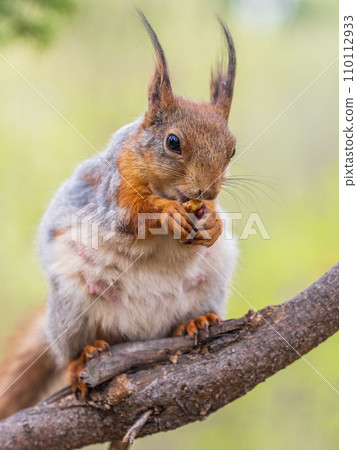 The squirrel with nut sits on a branches in the spring or summer. 110112933