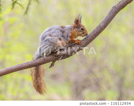The squirrel with nut sits on a branches in the spring or summer. 110112934