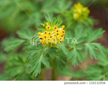 Corydalis nobilis, the Siberian corydalis, is a perennial plant native to Siberia, Xinjiang and Kazakhstan 110112936