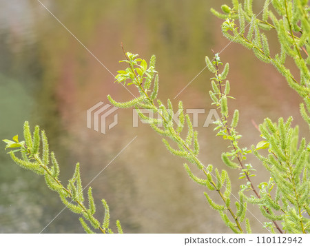 Nature awakes in spring. Blooming willow twigs and furry willow-catkins, so called seals or cats. Holly willow, Salix caprea, is a national symbol of Ukraine. Nature awakes in spring. Blooming willow twigs and furry willow-catkins, so called seals or cats. Holly willow, Salix caprea, is a national symbol of Ukraine. 110112942