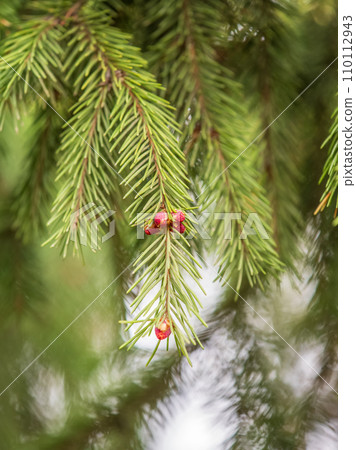 Fir branches with fresh shoots in spring. Fir branches with fresh shoots in spring. 110112943