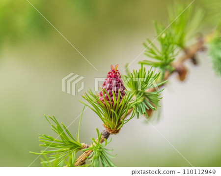 Larch tree fresh pink cones blossom at spring on nature background 110112949