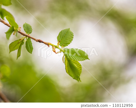 Ulmus minor or Elm tree in the suny day in spring. Elm is a deciduous and semi-deciduous tree comprising the flowering plant. 110112950