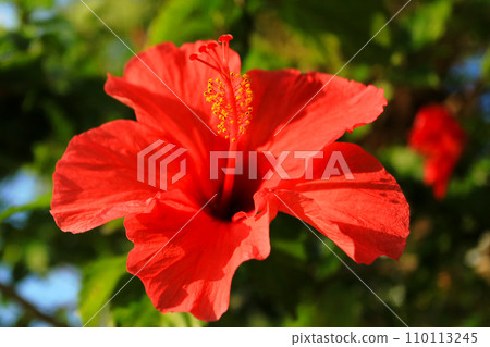 Okinawa Hibiscus Flower Okinawa Hibiscus Flower 110113245