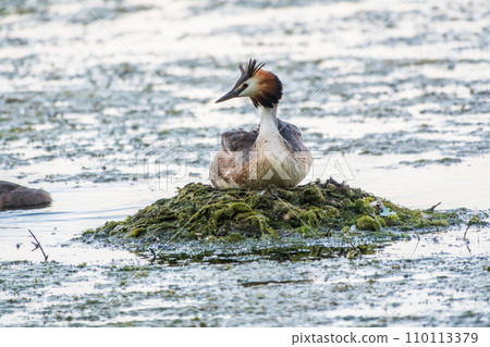 Great Crested Grebe, Podiceps cristatus, water bird sitting on the nest, nesting time on the green lake 110113379