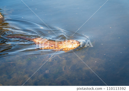 Muskrat, Ondatra zibethicuseats swiming at the surface of the lake water. 110113392