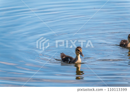 Cute little duckling swimming alone in a lake or river with calm water 110113399