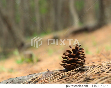 Matsubokuri 110114686