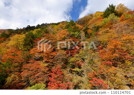 長野縣大町市平高瀨裡 高瀨谷北勝澤的秋葉 長野縣大町市平高瀨裡 高瀨谷北勝澤的秋葉 110114701