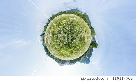 Chamomile field panorama. White daisy flowers in large field of lush green grass at sunset. 360 little planet panorama. Chamomile flowers field. Nature, flowers, spring, biology, fauna concept 110114702
