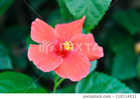 Chinese rose or Hibiscus or Hibiscus rosa sinensis or Hibisceae or Malvaceae , red hibiscus flower Chinese rose or Hibiscus or Hibiscus rosa sinensis or Hibisceae or Malvaceae , red hibiscus flower 110114811