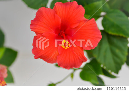 Chinese rose or Hibiscus or Hibiscus rosa sinensis or Hibisceae or Malvaceae , red hibiscus flower Chinese rose or Hibiscus or Hibiscus rosa sinensis or Hibisceae or Malvaceae , red hibiscus flower 110114813