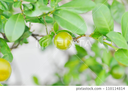 Citrus japonica Thunb or Kumquat , Kumquat plant or Cumquats or Citrus Japonica Thunb or RUTACEAE or orange Citrus japonica Thunb or Kumquat , Kumquat plant or Cumquats or Citrus Japonica Thunb or RUTACEAE or orange 110114814