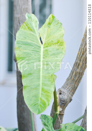 Paraiso Verde or Philodendron paraiso verde or verdant paradise or Philodendron paraiso 110114818