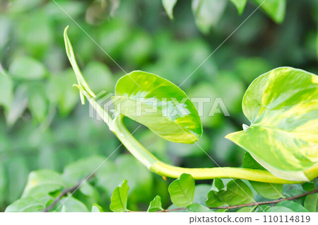 Devils Ivy, Golden Pothos or Hunters Robe or Epipremnum aureum or Araceae 110114819