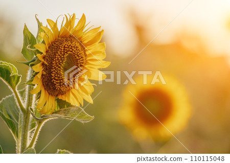 Bright Sunflower Flower: Close-up of a sunflower in full bloom, creating a natural abstract background. Summer time. Field of sunflowers in the warm light of the setting sun. Helianthus annuus. Bright Sunflower Flower: Close-up of a sunflower in full bloom, creating a natural abstract background. Summer time. Field of sunflowers in the warm light of the setting sun. Helianthus annuus. 110115048