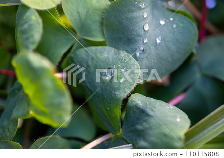 Water droplets on oxalis leaves Water droplets on oxalis leaves 110115808
