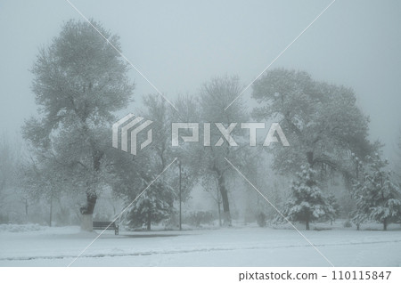 beautiful fairy tale winter landscape with trees in winter in park with snow and fog 110115847
