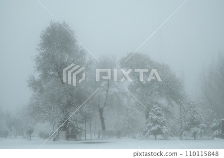 beautiful fairy tale winter landscape with trees in winter in park with snow and fog 110115848