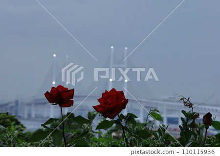 花的女王 110115936