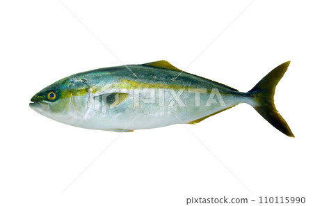 Winter high-grade kite fish, yellowtail (yellowtail) body/cutout white background png image Winter high-grade kite fish, yellowtail (yellowtail) body/cutout white background png image 110115990