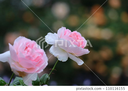 花的女王 110116155