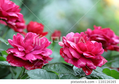 Queen of flowers Queen of flowers 110116165