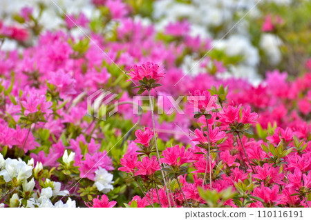 Kanmuda Park Yamaguchi Azalea 110116191