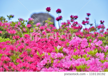 Kanmuda Park Yamaguchi Azalea 110116192