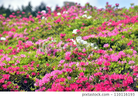 Kanmuda Park Yamaguchi Azalea 110116193