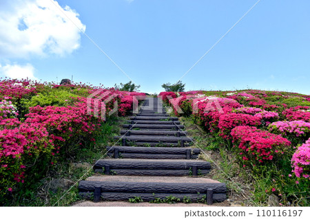 Kanmuda Park Yamaguchi Azalea 110116197