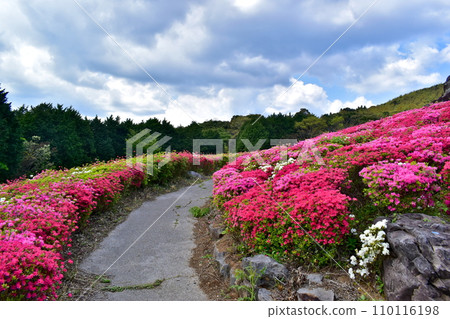 Kanmuda Park Yamaguchi Azalea 110116198