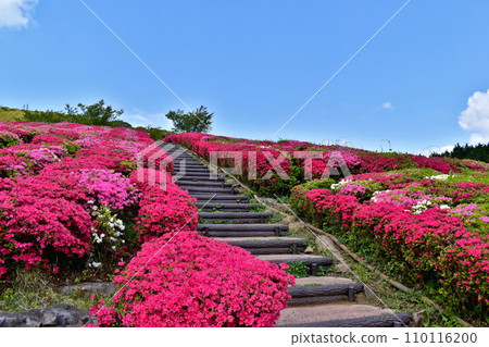 Kanmuda Park Yamaguchi Azalea 110116200