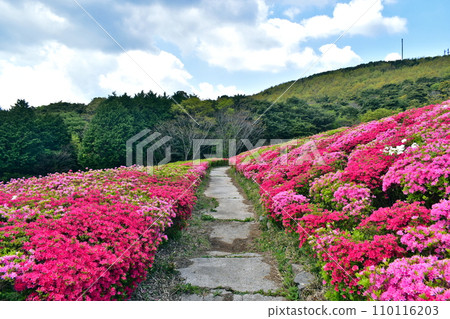 Kanmuda Park Yamaguchi Azalea 110116203