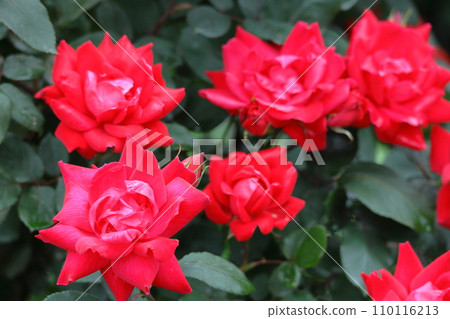Queen of flowers 110116213