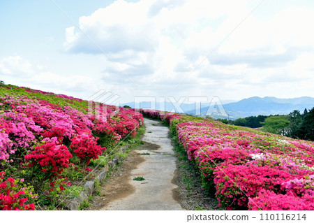 Kanmuda Park Yamaguchi Azalea 110116214