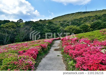 Kanmuda Park Yamaguchi Azalea 110116216