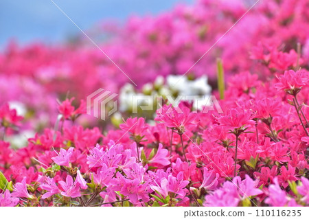 Kanmuda Park Yamaguchi Azalea 110116235