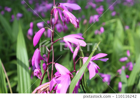 矽烷 矽烷 110116242