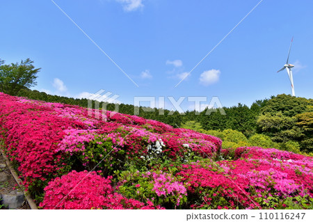 Kanmuda Park Yamaguchi Azalea 110116247