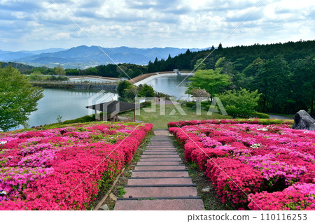 Kanmuda Park Yamaguchi Azalea 110116253