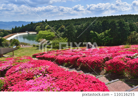 Kanmuda Park Yamaguchi Azalea 110116255