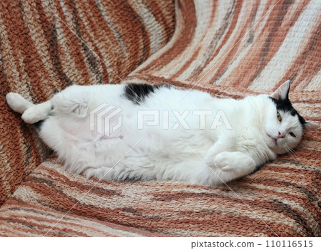 Older cat relaxing on sofa Older cat relaxing on sofa 110116515